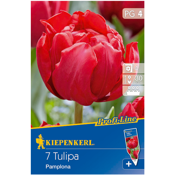Profi-Line Tulpen Pamplona