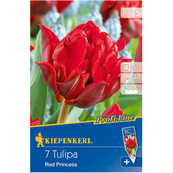 Gefüllte späte Tulpe `Red Princess` - Blumenzwiebel