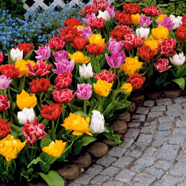 25 Dichtgefüllte, frühe Edel-Tulpen