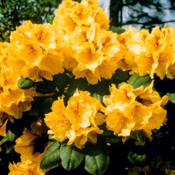 Rhododendron 'Gold-Bukett', Cremegelb