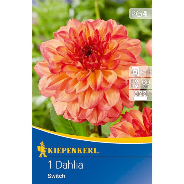 Dahlie Switch