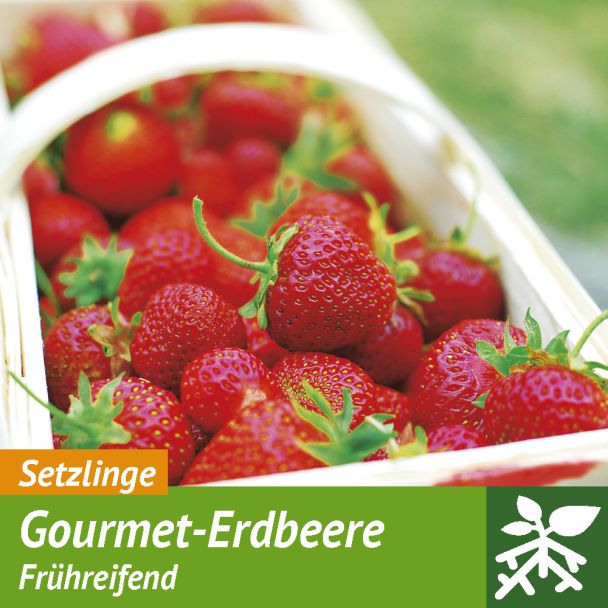 Französische Gourmet-Frucht Erdbeere 'Gariguette' - Setzlinge