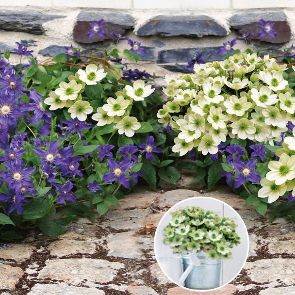 Sonderangebot: 2 x Zwerg-Clematis