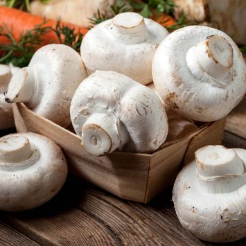 'Weißer Champignon' Pilz-Fertigkultur