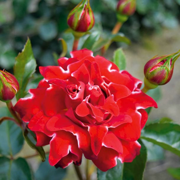 Ruffles Rose Red Lady®