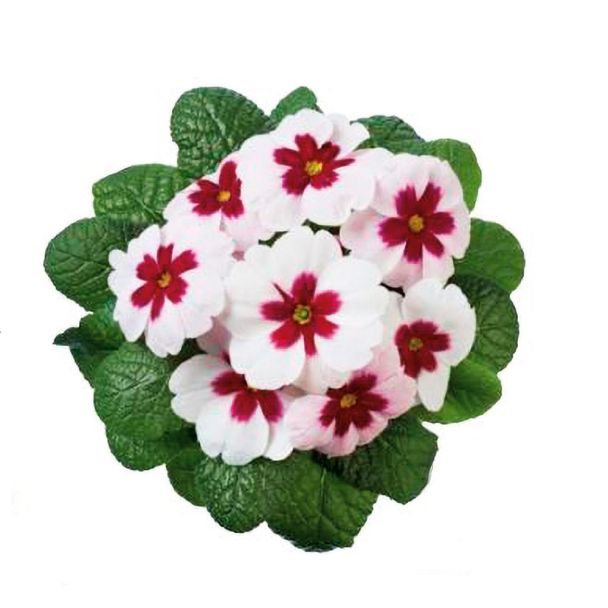Sternprimel Jupiter® White with Red Eye