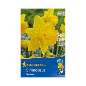 Narzisse `Marieke` - Blumenzwiebel