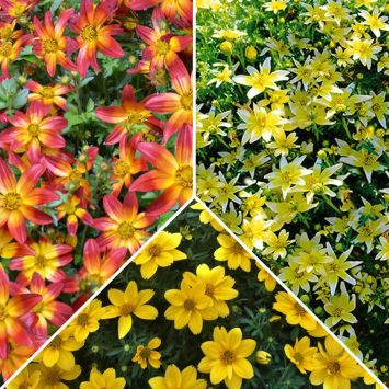 Ahrens Sieberz Pflanzenversand Gartenbedarf