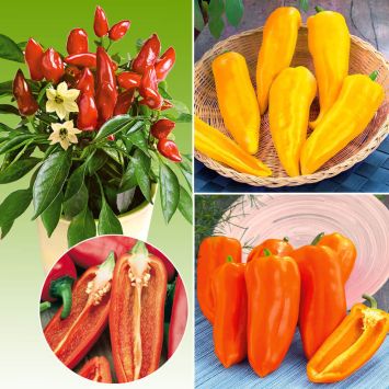 3 x Snack-Paprika 'Ariella®'