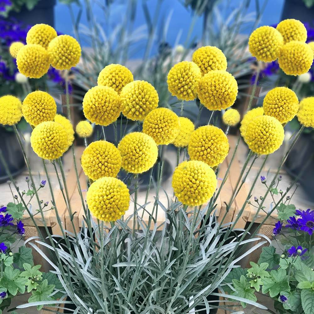 Golden Golf | sonstige Balkonblumen | Balkonpflanzen | Ahrens+Sieberz
