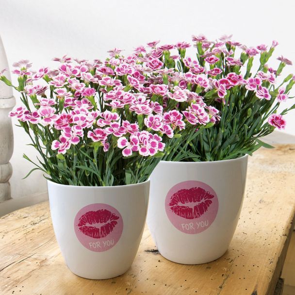 Set-Preis: 1x Pink Kisses® + 1x Pink Kisses Übertopf