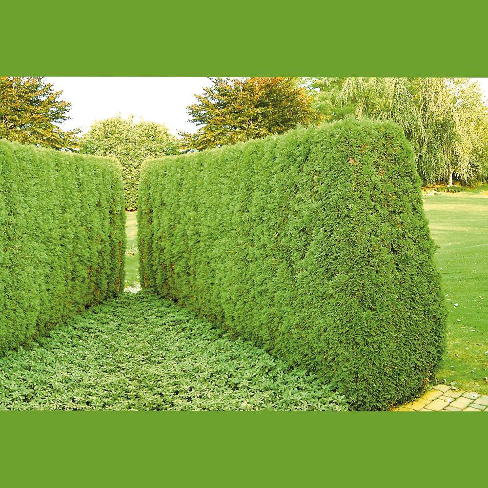 SmaragdThuja Heckenpflanzen Immergrüne Hecken Hecken Blüh
