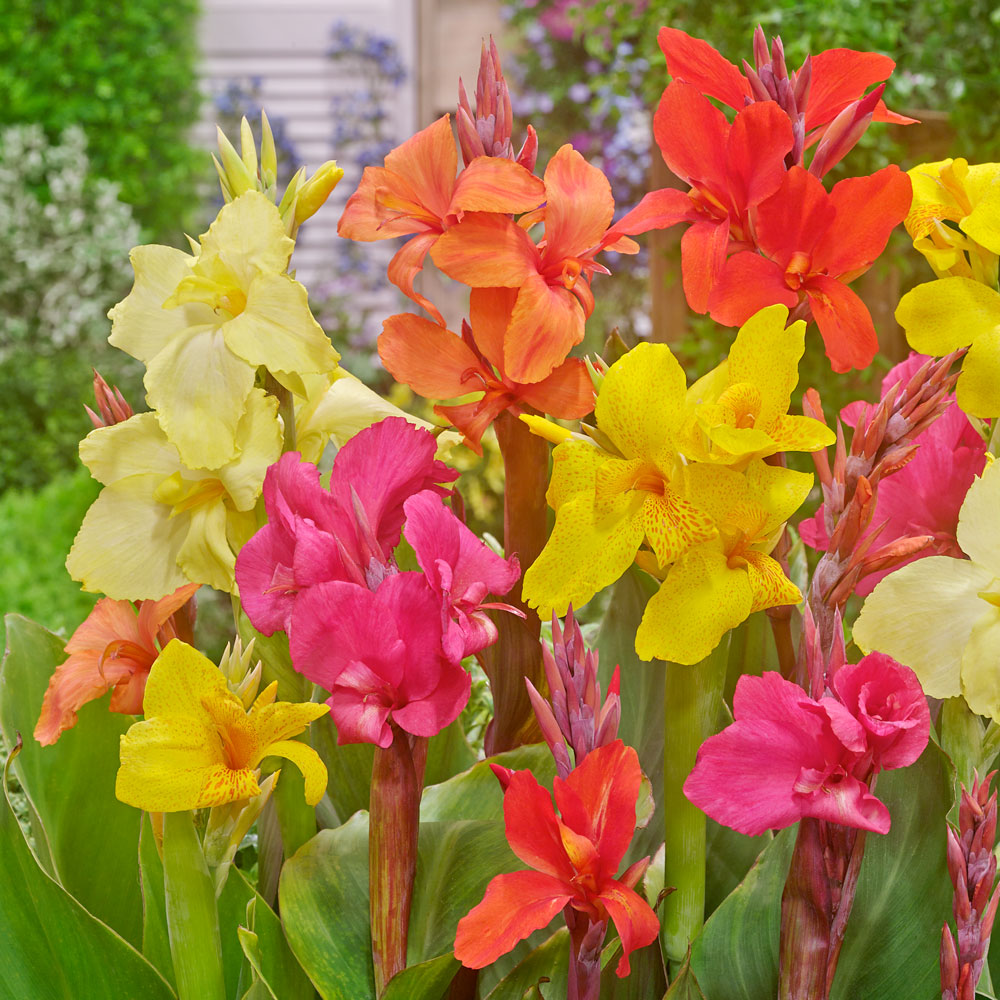 Canna Indica Mix | Blumenzwiebel - Mischungen | Blumenzwiebeln |  Ahrens+Sieberz - Pflanzenversand & Gartenbedarf