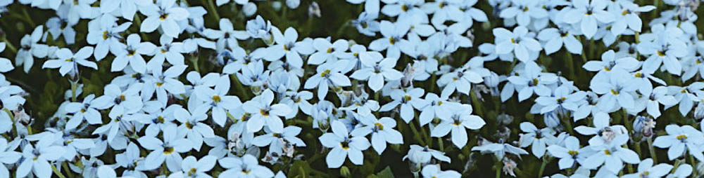 Bodendecker Blauer Stern