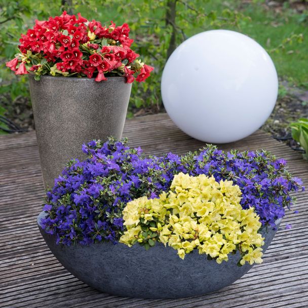 Set-Preis: 3 x Zwerg-Rhododendron