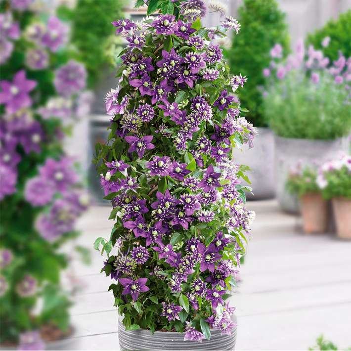 Clematis 'Taiga®' Clematis Schling & Kletterpflanzen Blüh