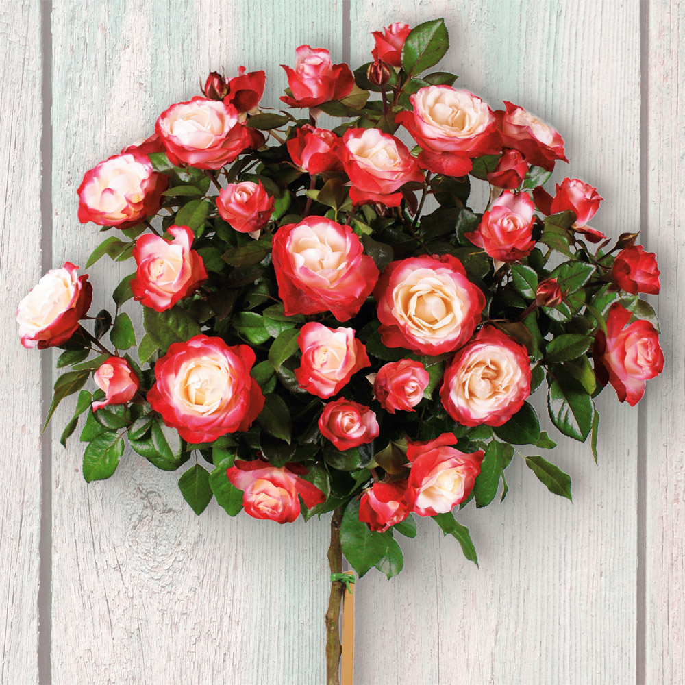 HochstammEdelrose 'Nostalgie®' RosenStämmchen Rosen Ahrens
