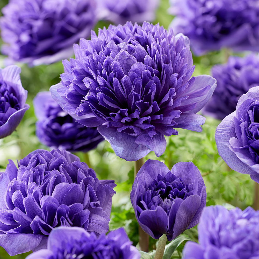 Anemone Peony Blue kaufen Ahrens+Sieberz Pflanzenversand & Gartenbedarf
