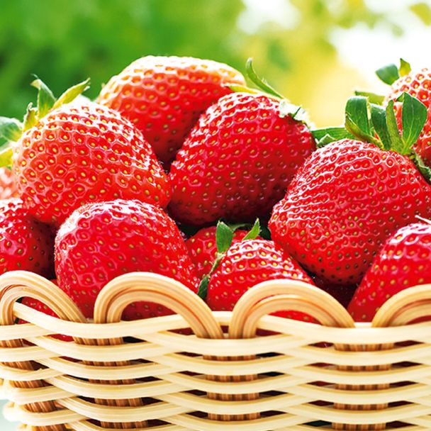 Erdbeere 'Lambada®', Frühsorte