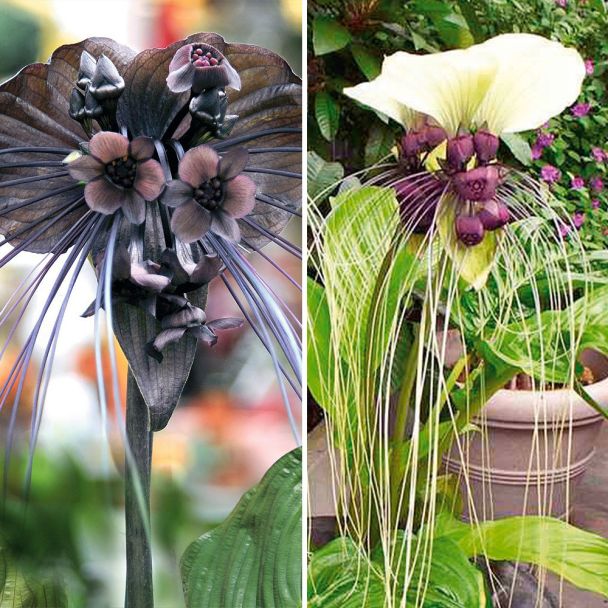 Tacca 'White Beauty' und 'Black Beauty'