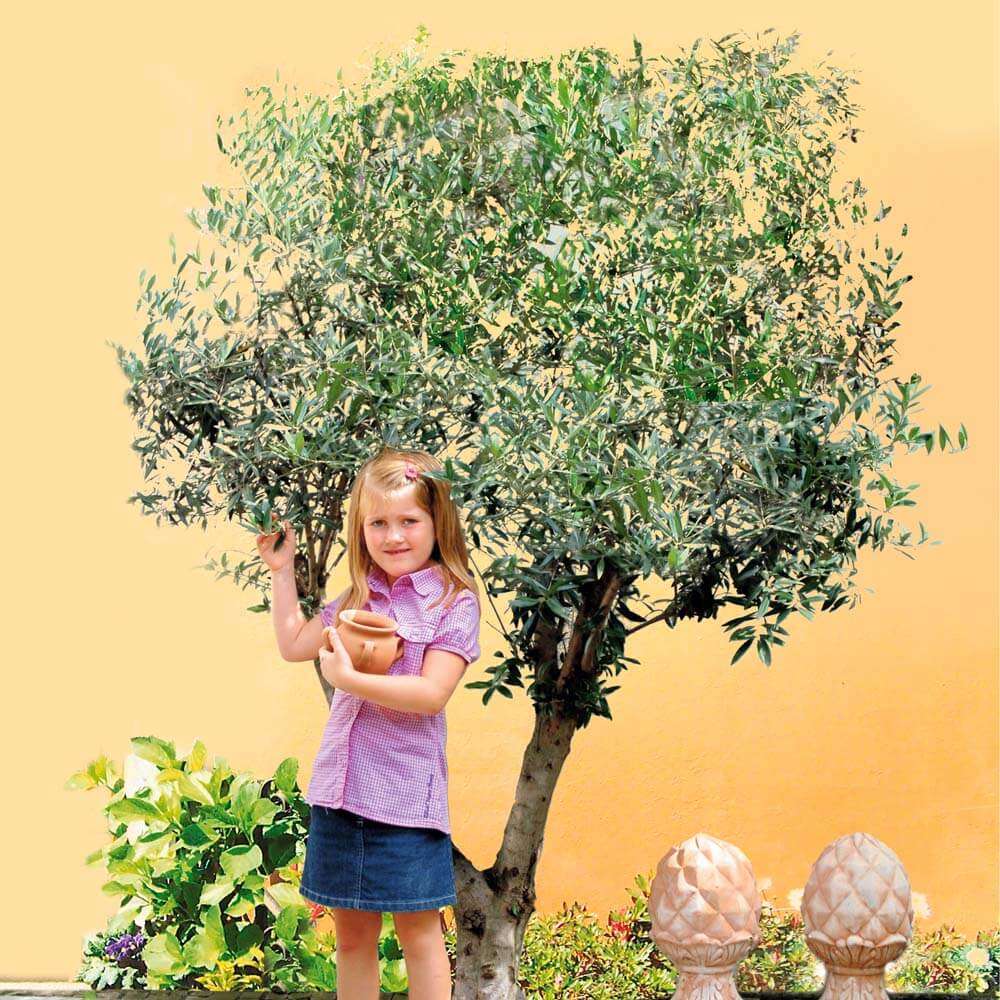 Olivenbaum Orvieto und Weinberg-Feige Viola kaufen | Ahrens+Sieberz -  Pflanzenversand & Gartenbedarf