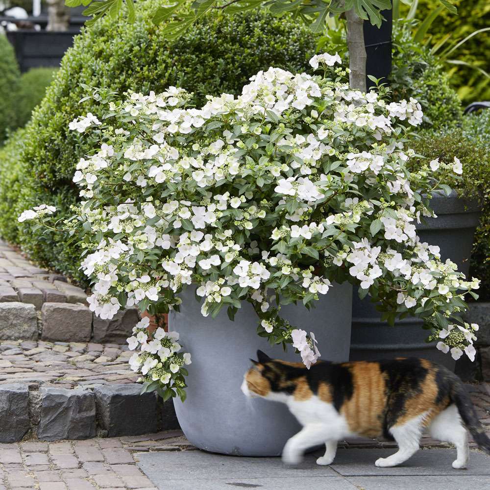 Hortensie Runaway Bride Hortensien Bluh Ziergeholze Ahrens Sieberz Pflanzenversand Gartenbedarf