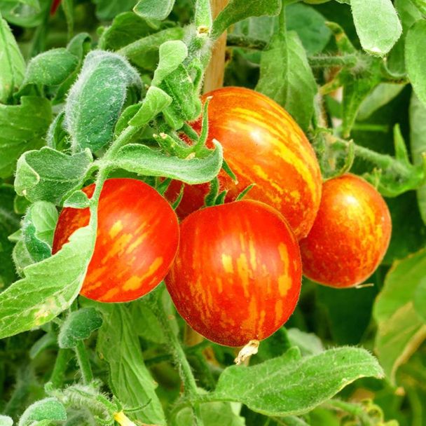 Busch-Tomate 'Lucky Queen'