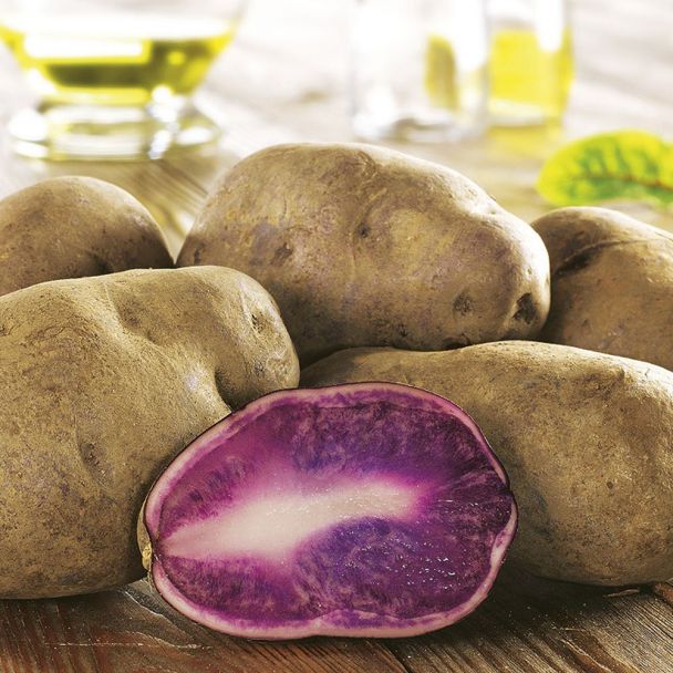Pflanzkartoffeln Blaue Congo, Mittelfrüh, 5 Knollen