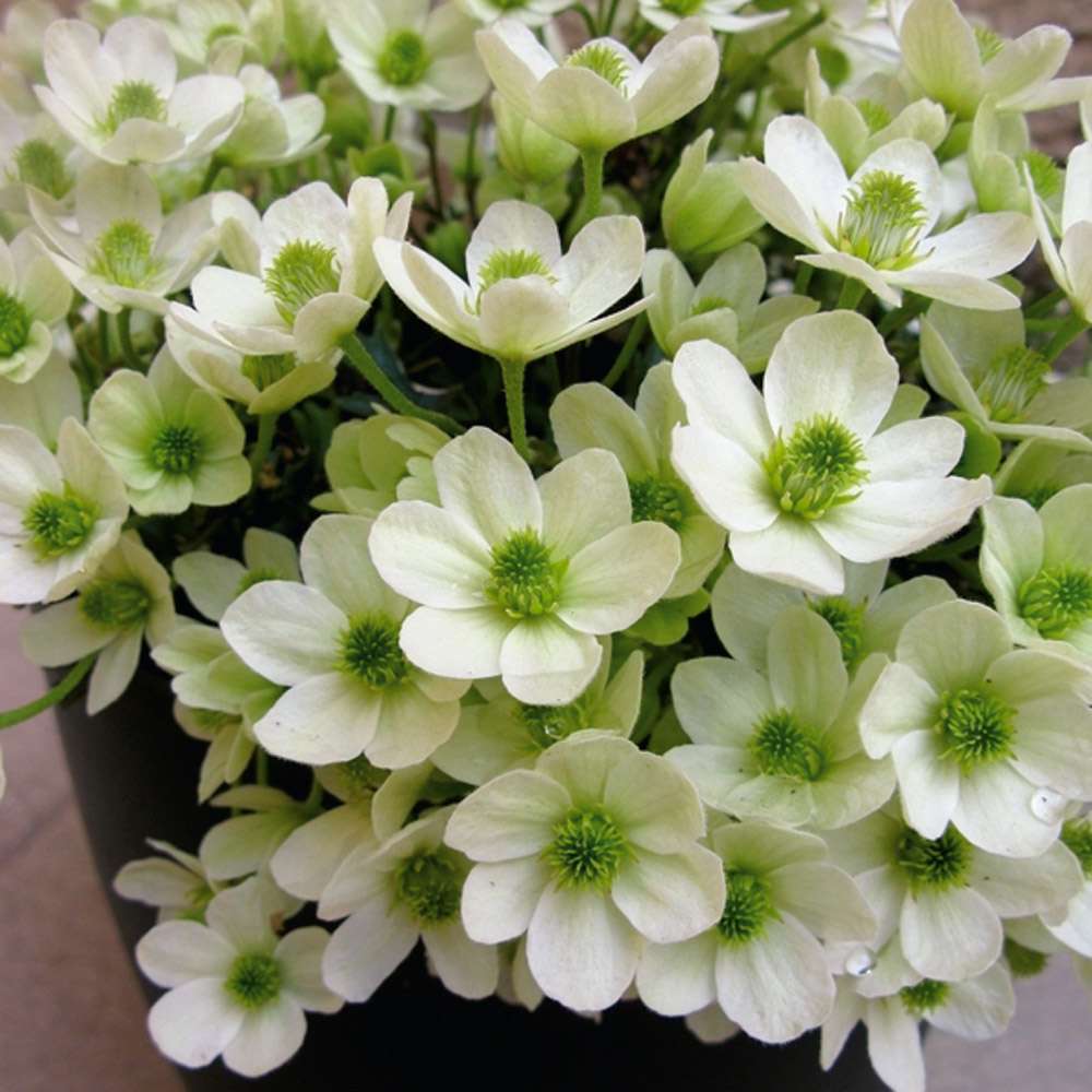 Weiße BodendeckerZwergClematis 'Ovation®' Clematis Schling
