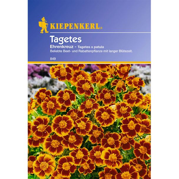 Tagetes 'Ehrenkreuz'