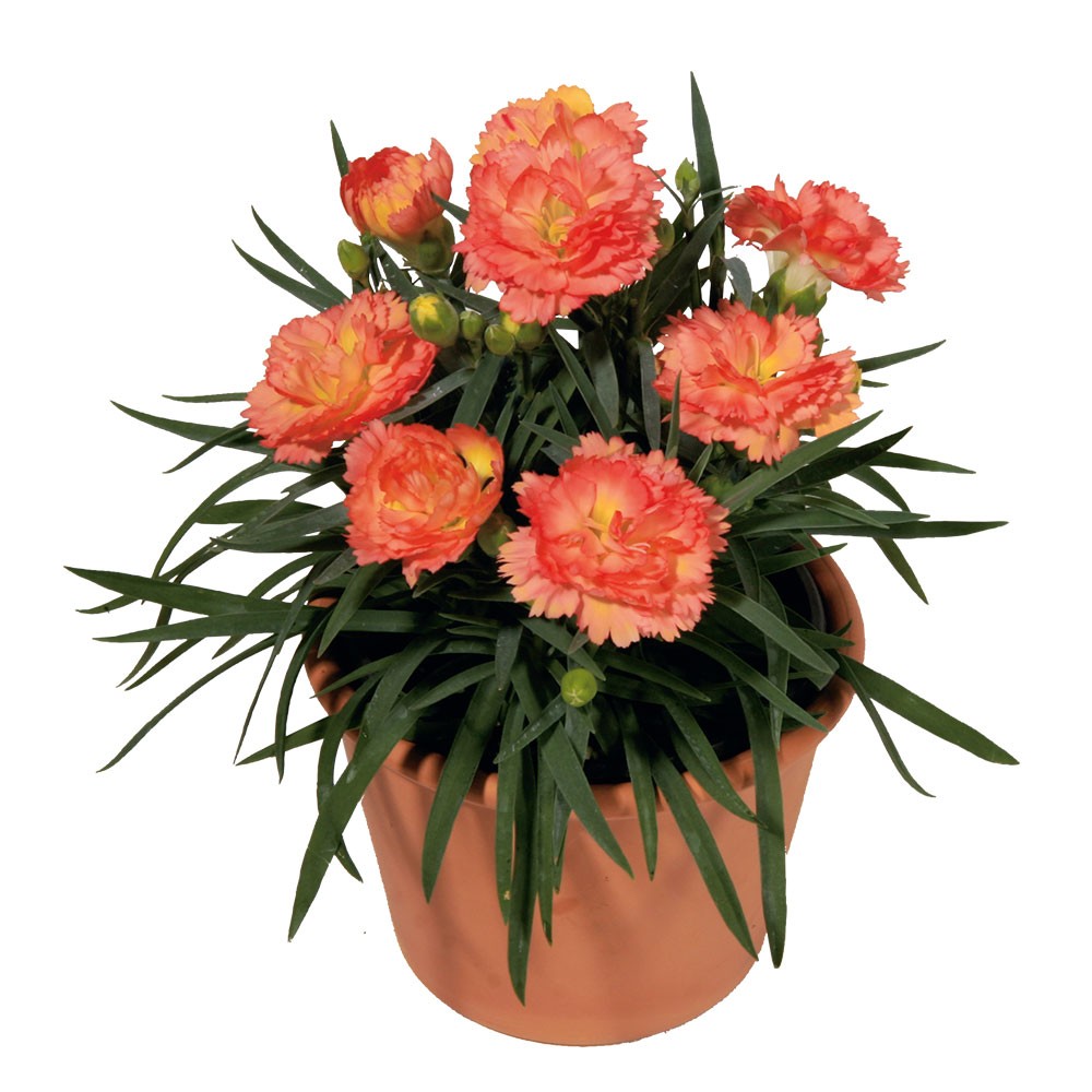 garten nelken