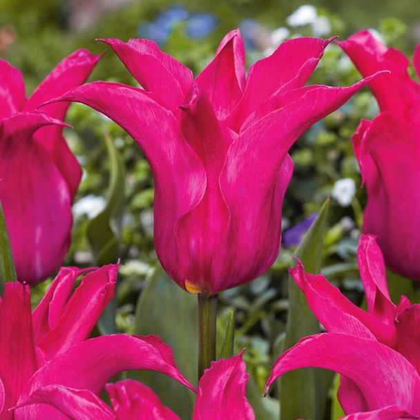 Tulpe Oriental Pearl