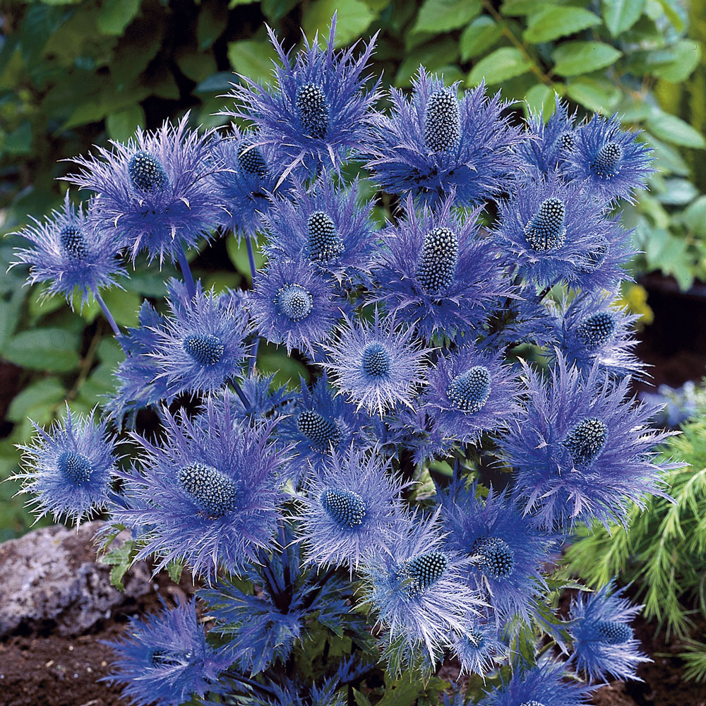 Blaustrahlende Alpendistel Stauden niedrig Blühstauden Stauden