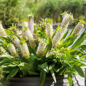 Eucomis Aloha® Maui