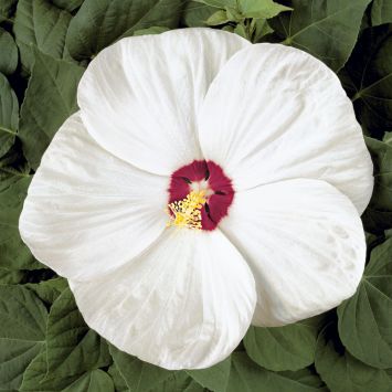 Riesen-Stauden-Hibiskus 'Old Yellow'