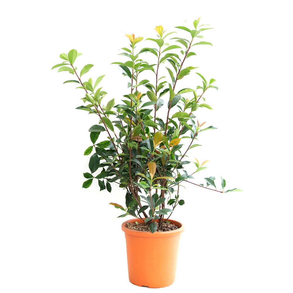 Glanzmispel Carr Rouge kaufen | Ahrens+Sieberz - Pflanzenversand &  Gartenbedarf