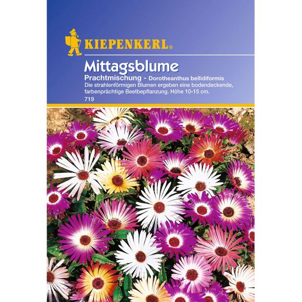 'Mittagsblume' Prachtmischung
