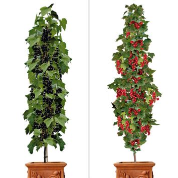 2 x Säulen-Johannisbeeren - Sparangebot