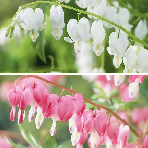 Tränendes Herz (Rosa/Weiß)