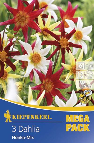 Dahlien Honka Mix 3 ST