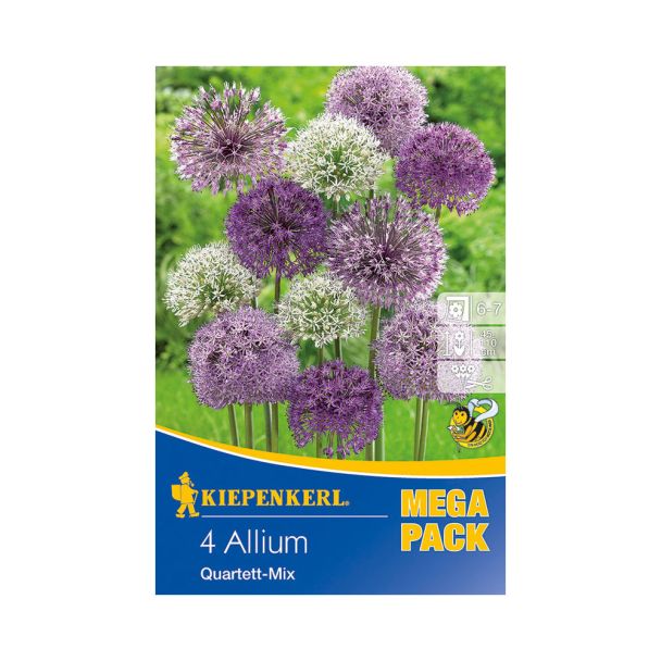 Zierlauch Allium Mix - Mega Pack