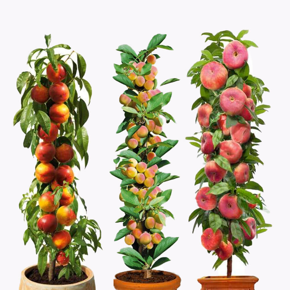 Pflanzenversand kaufen Säulenobst Sparset & Ahrens+Sieberz | - Gartenbedarf im