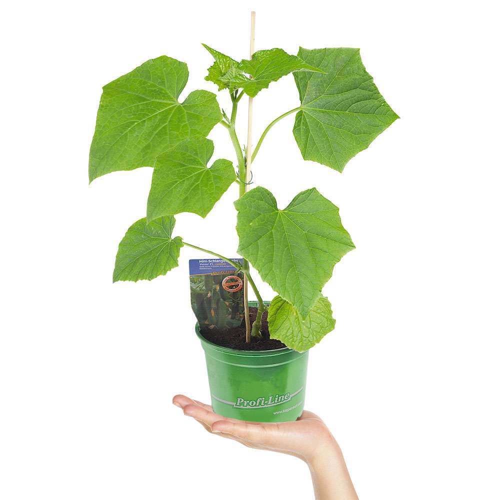 MiniSchlangengurke 'MiniLongi' kaufen Ahrens+Sieberz