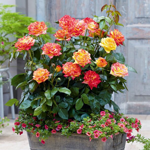Rose Twister Select