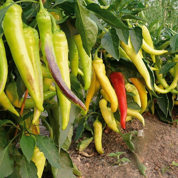 Paprika Sweet & Long