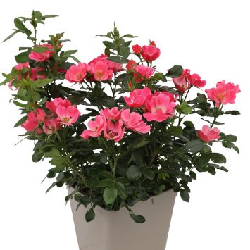 Rose Zepeti Pink Glow