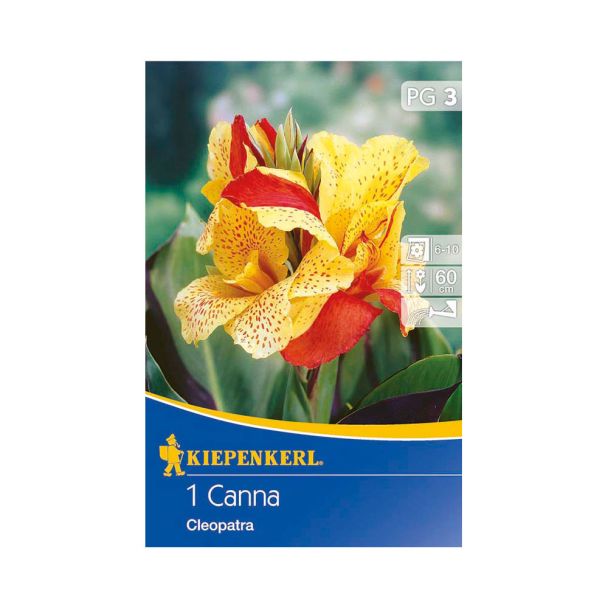Zwerg-Canna Cleopatra, rot-gelb