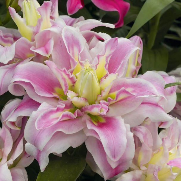 Orientalische Lilie Sweet Rosy