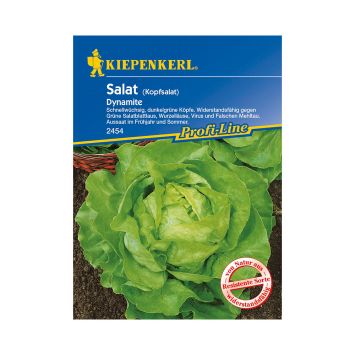 Kopfsalat 'Dynamite'