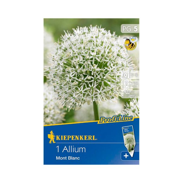 Allium `Mont Blanc`